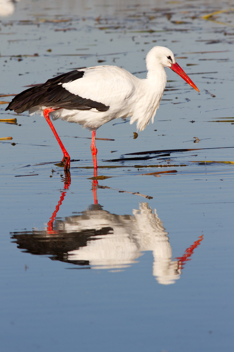 Ciconia ciconia - Cicogna bianca